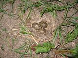 Seagull nest